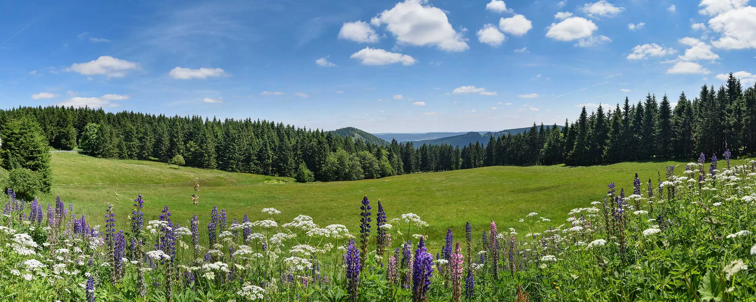 Sommerurlaub in Thüringen. Schöne Bergwiese für den Ausflug vom Hotel in Oberhof