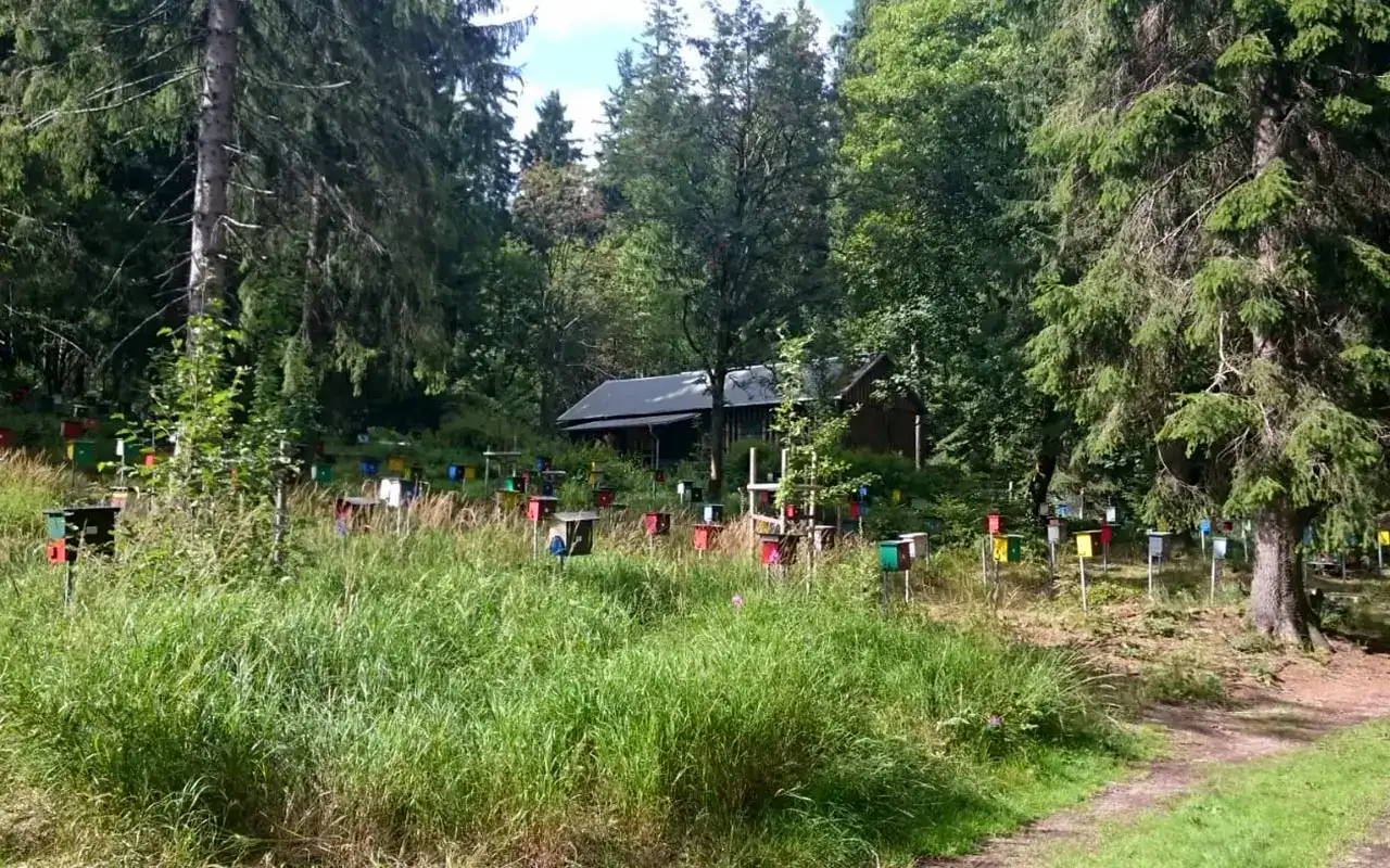 Bienen Belegstation Oberhof. Ausflugstipp Hotel Thüringenschanze