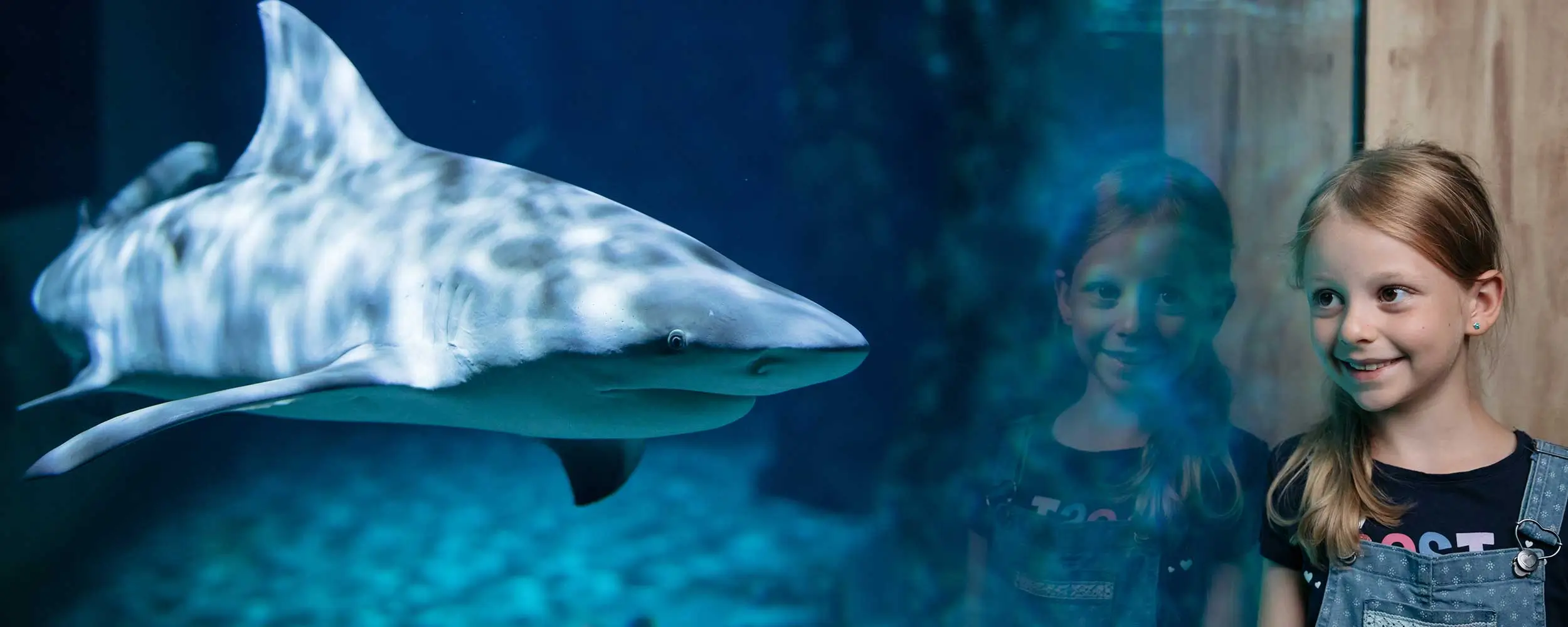 Meeresaquarium Zella-Mehlis. Ausflugstipp Oberhof Hotel Thüringenschanze Meeresaquarium Zella-Mehlis. Ausflugstipp Oberhof Hotel Thüringenschanze
