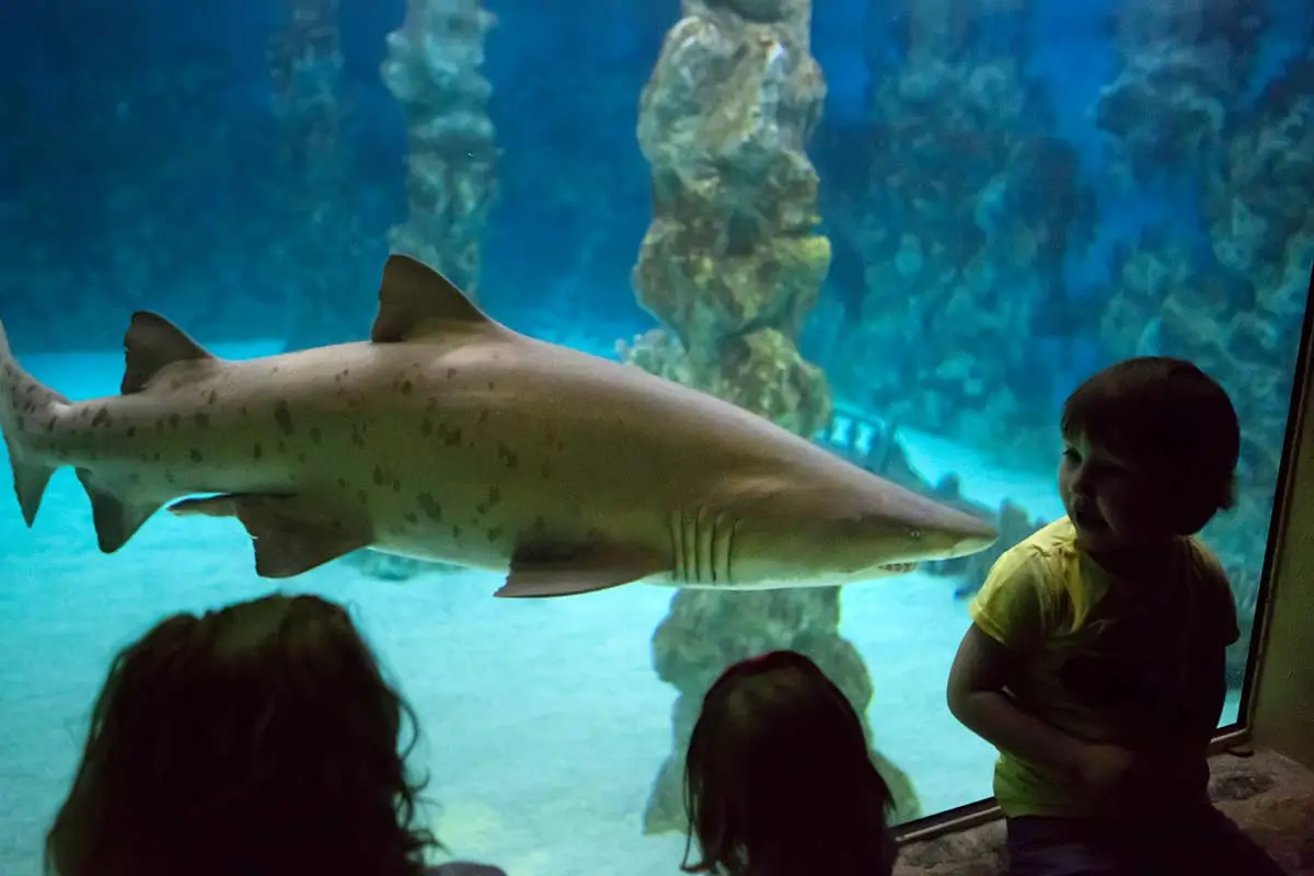 Meeresaquarium Zella-Mehlis. Ausflugstipp Oberhof Hotel Thüringenschanze Meeresaquarium Zella-Mehlis. Ausflugstipp Oberhof Hotel Thüringenschanze