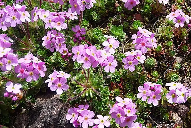 Rennsteiggarten Oberhof, Mannschlild - Hotel Tipp Oberhof